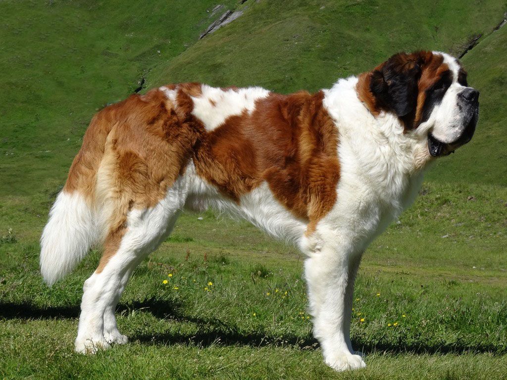 Hector de la Tendresse des Montagnes