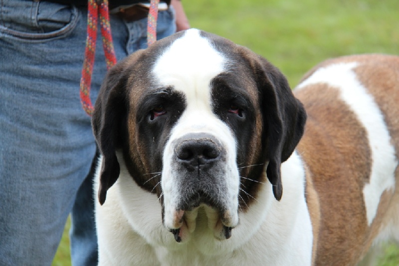 Elvira Du chateau robert