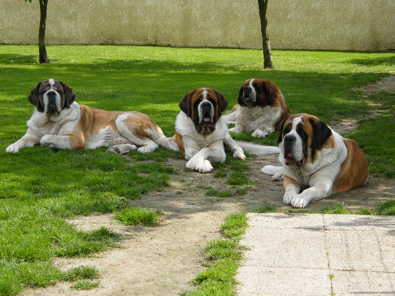 Nos Chiens