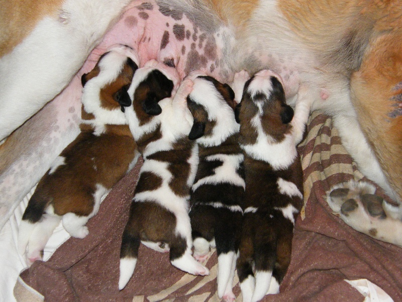Les bébé 2009