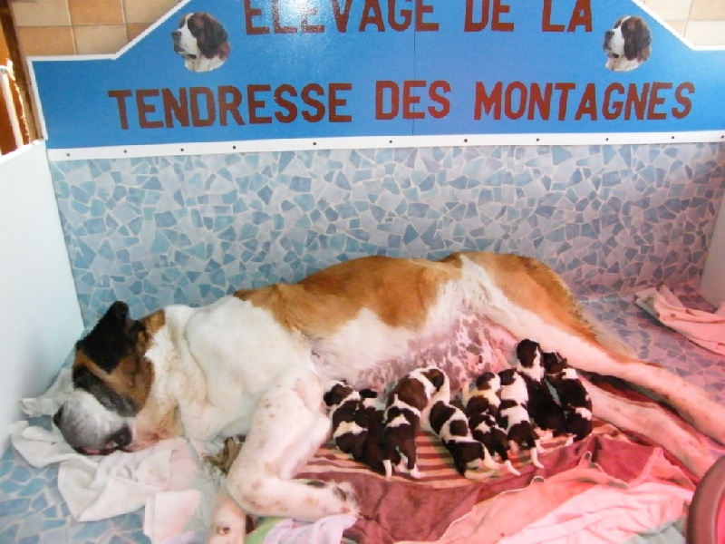 de la Tendresse des Montagnes - Chien du Saint-Bernard - Portée née le 14/09/2011
