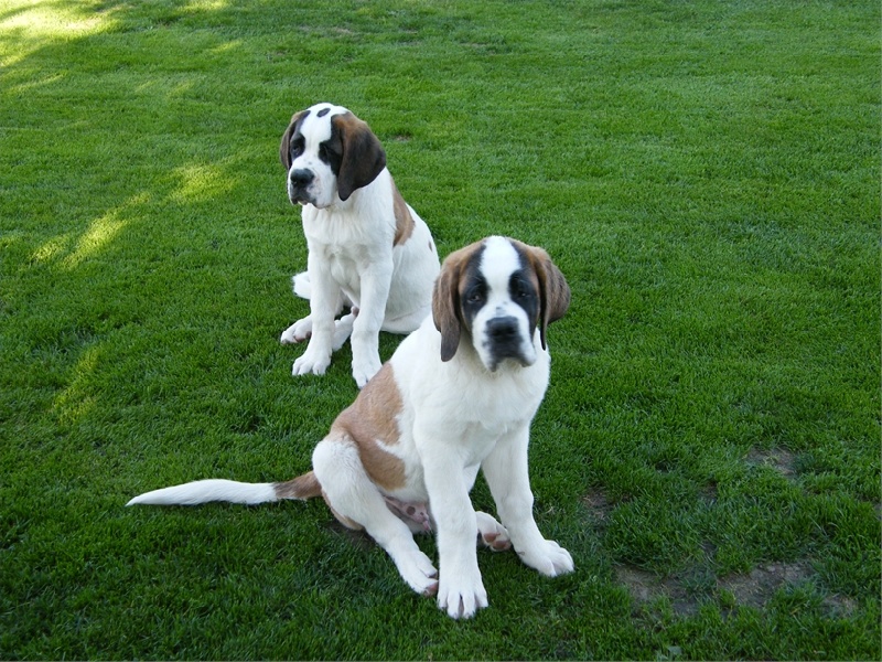 de la Tendresse des Montagnes - Chien du Saint-Bernard - Portée née le 16/06/2013