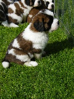EWOK poil-long